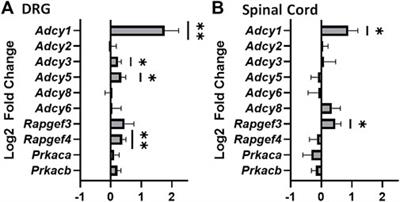 Reduced activity of adenylyl cyclase 1 attenuates morphine induced hyperalgesia and inflammatory pain in mice